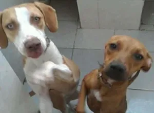 Cachorro raça rnd idade 2 anos nome bebê e magrela