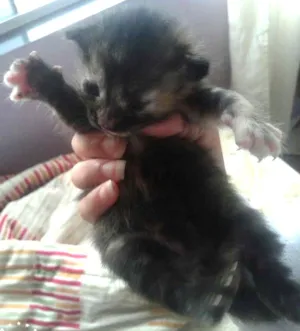 Gato raça Vira lata idade Abaixo de 2 meses nome Não tem