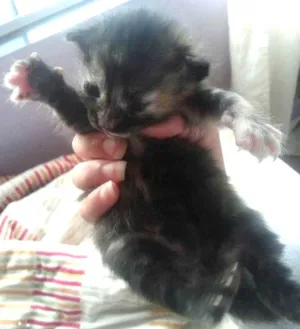 Gato raça vira lata idade Abaixo de 2 meses nome Não tem
