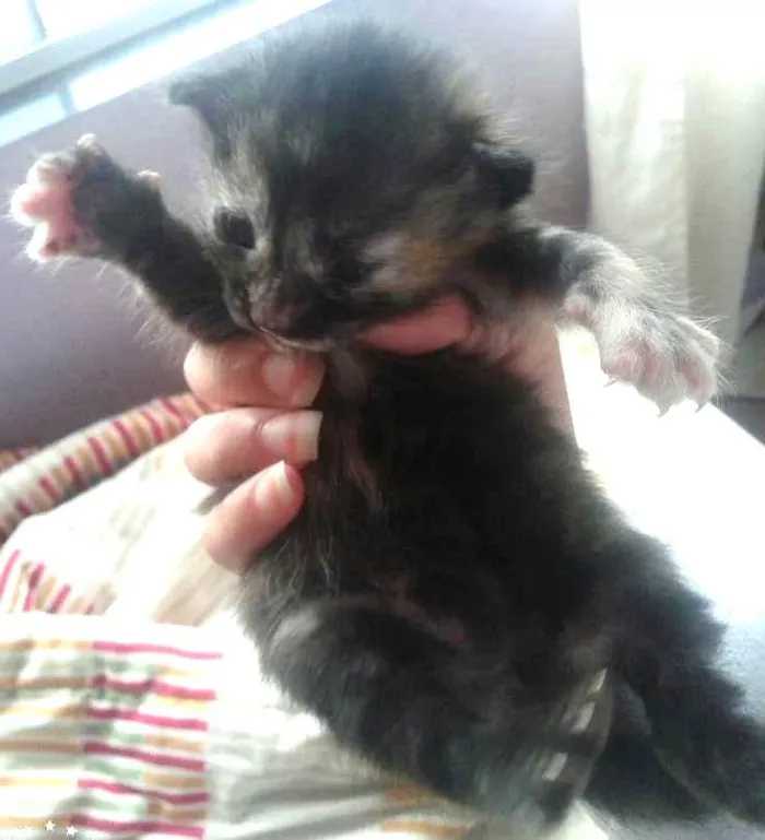 Gato ra a vira lata idade Abaixo de 2 meses nome Não tem