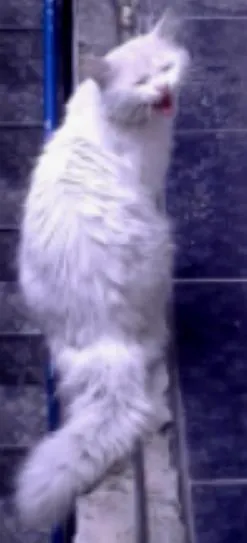Gato raça nao sei idade 4 anos nome mial 
