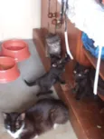 Gatinho