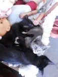 Gatinho