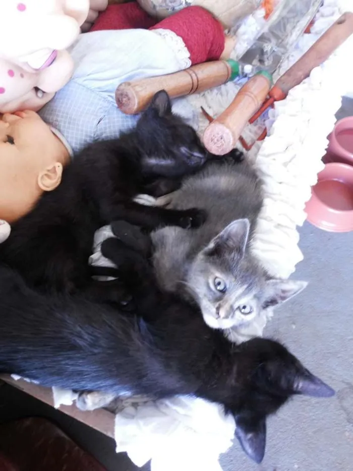 Gato ra a Vira lata idade Abaixo de 2 meses nome Gatinho