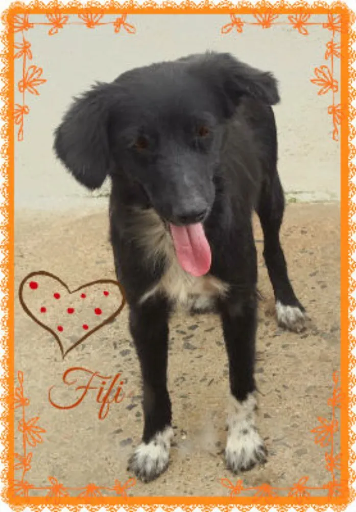 Cachorro ra a SRD idade 1 ano nome Fifi