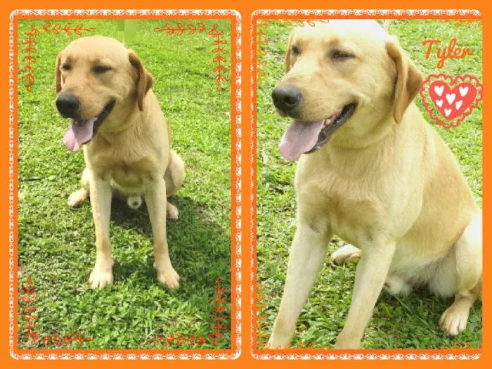 Cachorro ra a Labrador Mix idade 3 anos nome Tyler