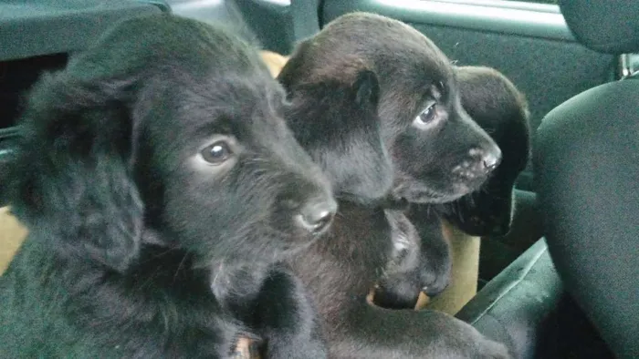 Cachorro raça indefinida idade 2 a 6 meses nome filhote