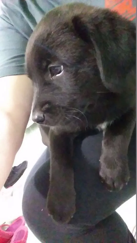 Cachorro raça indefinida idade 2 a 6 meses nome filhote
