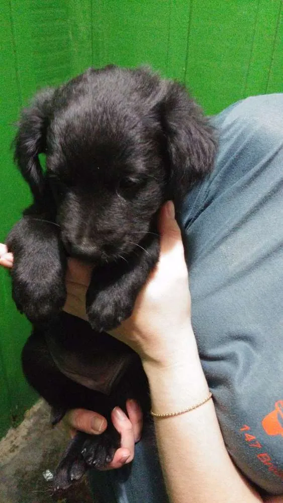 Cachorro raça indefinida idade 2 a 6 meses nome filhote