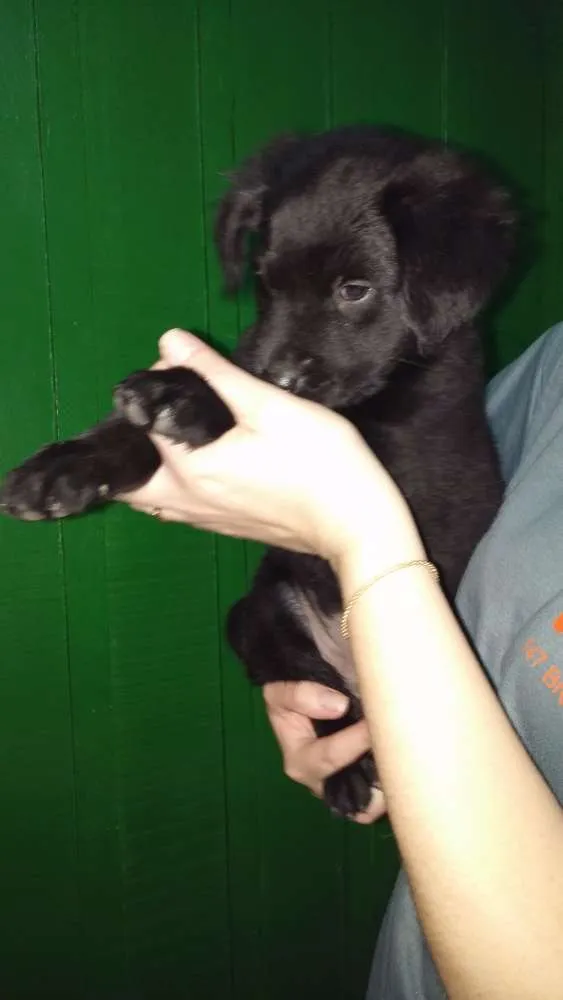 Cachorro raça indefinida idade 2 a 6 meses nome filhote
