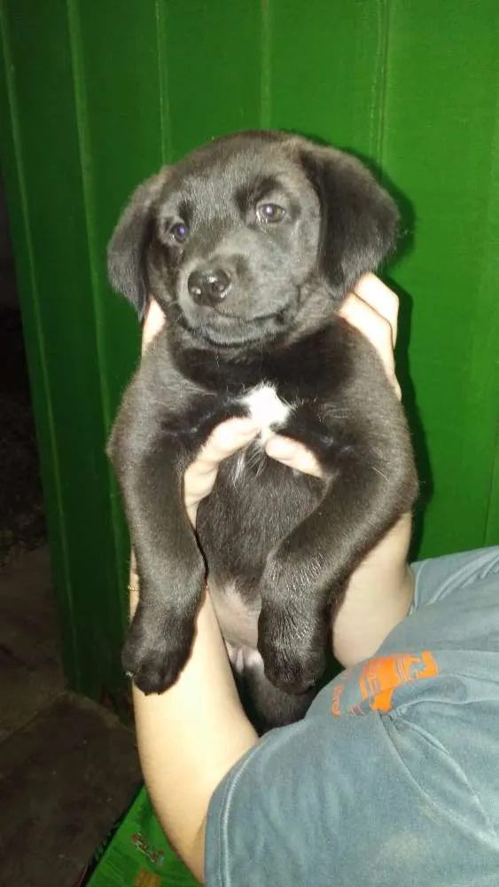 Cachorro raça indefinida idade 2 a 6 meses nome filhote