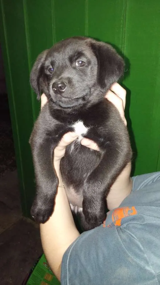 Cachorro raça indefinida idade 2 a 6 meses nome filhote
