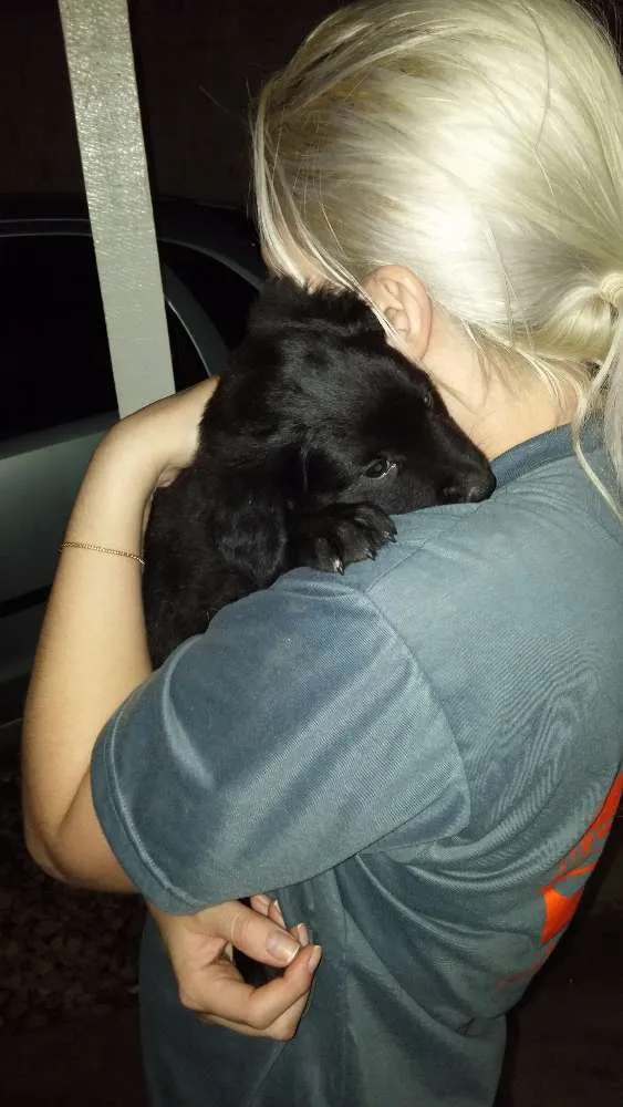Cachorro raça indefinida idade 2 a 6 meses nome filhote