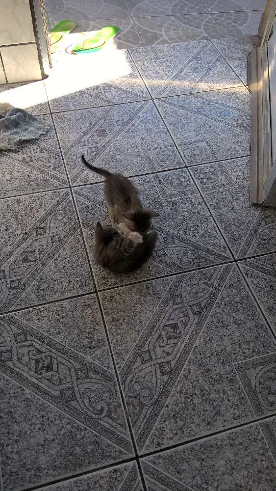 Gato ra a Não definida idade Abaixo de 2 meses nome Sininho, Sett, Pret