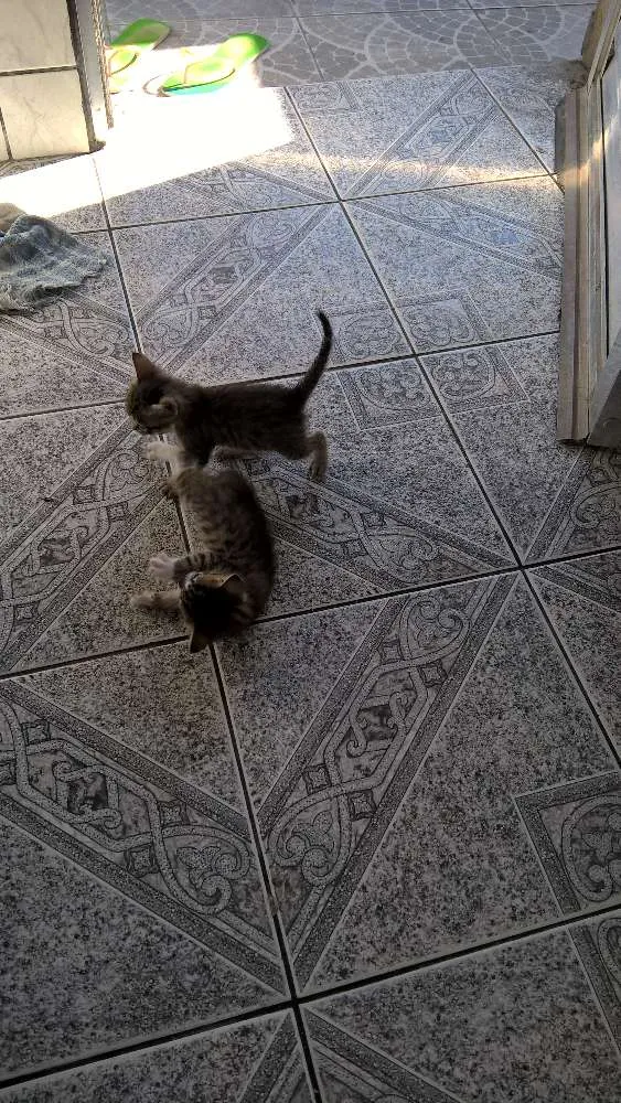 Gato ra a Não definida idade Abaixo de 2 meses nome Sininho, Sett, Pret