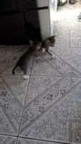 Sininho, Sett, Pret
