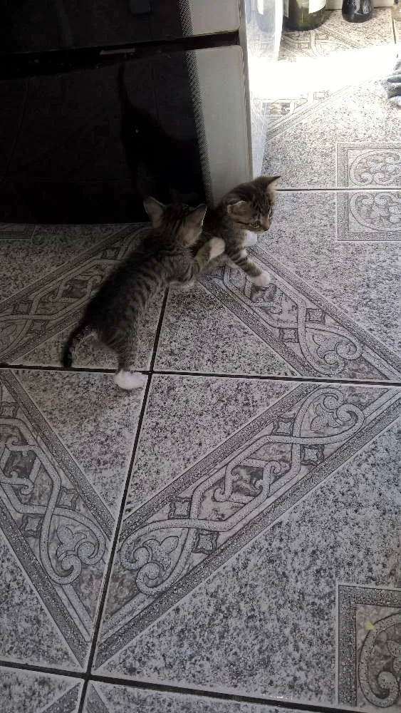 Gato ra a Não definida idade Abaixo de 2 meses nome Sininho, Sett, Pret