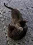 Sininho, Sett, Pret