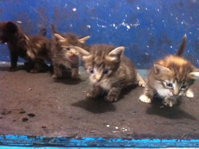 Gato ra a gato de bengala idade Abaixo de 2 meses nome gatinhos 1 mês