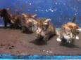 gatinhos 1 mês