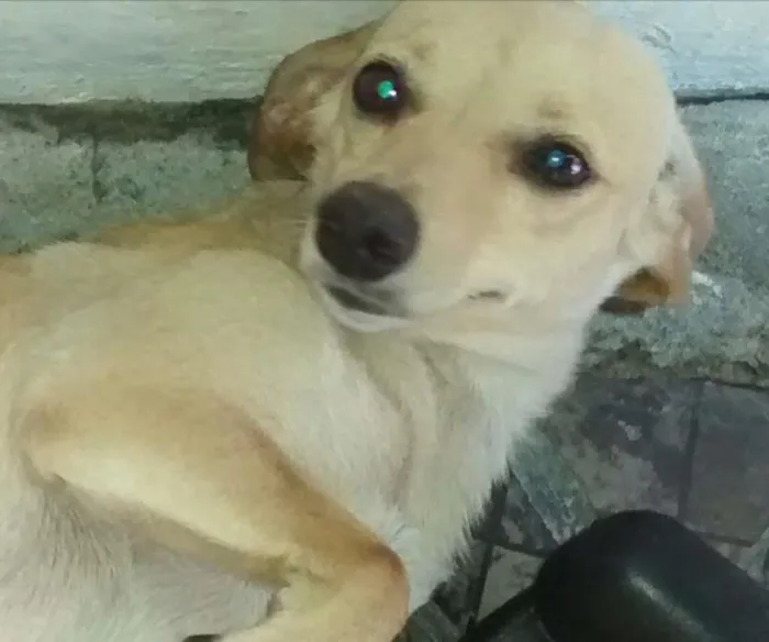 Cachorro ra a Base c/ SRD idade 1 ano nome Melk