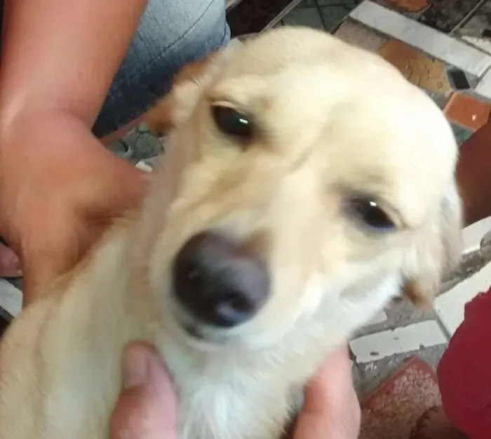 Cachorro ra a Base c/ SRD idade 1 ano nome Melk