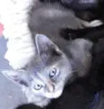 Gatinho