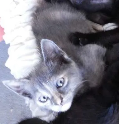 Gato ra a Vira lata idade Abaixo de 2 meses nome Gatinho