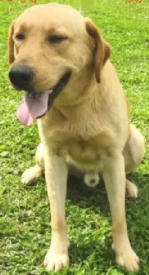 Cachorro ra a Labrador Mix idade 3 anos nome Tyler