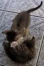 Gato raça Não definida idade Abaixo de 2 meses nome Sininho, Sett, Pret
