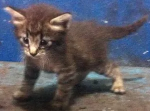 Gato raça gato de bengala idade Abaixo de 2 meses nome gatinhos 1 mês