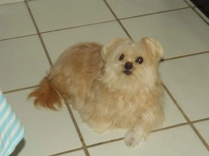 Cachorro raça Lhasa Apso idade 6 ou mais anos nome Cherry