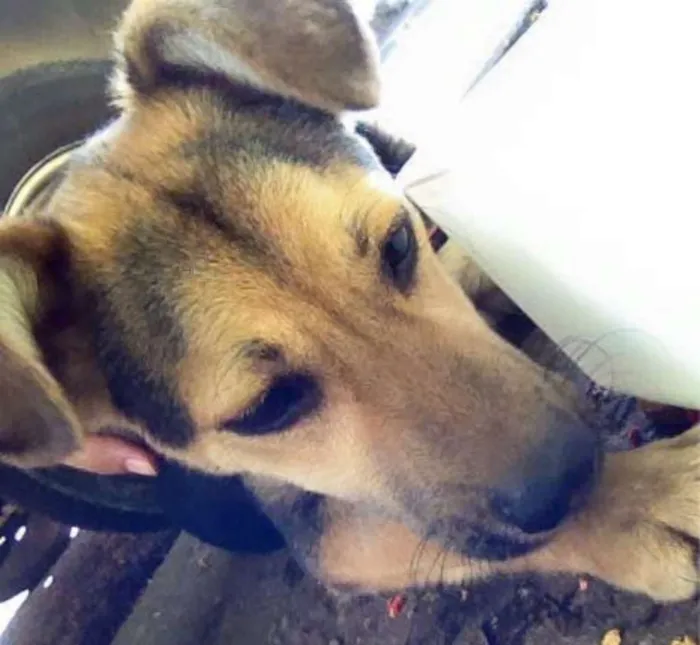 Cachorro ra a Viralata idade 7 a 11 meses nome Sem nome