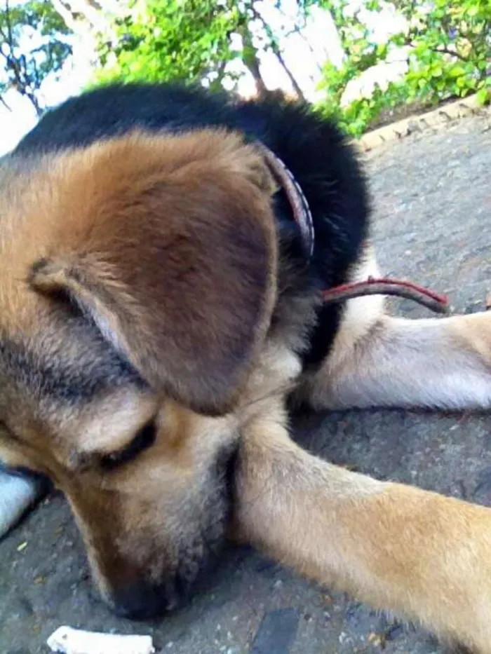Cachorro ra a Viralata idade 7 a 11 meses nome Sem nome