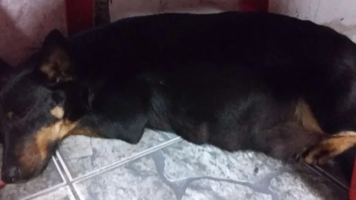 Cachorro ra a Não identificada idade 3 anos nome Pedrita