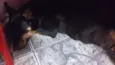Pedrita