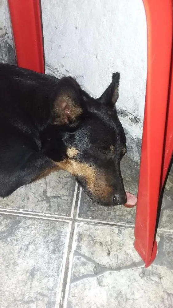 Cachorro ra a Não identificada idade 3 anos nome Pedrita