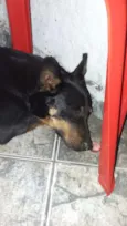 Pedrita