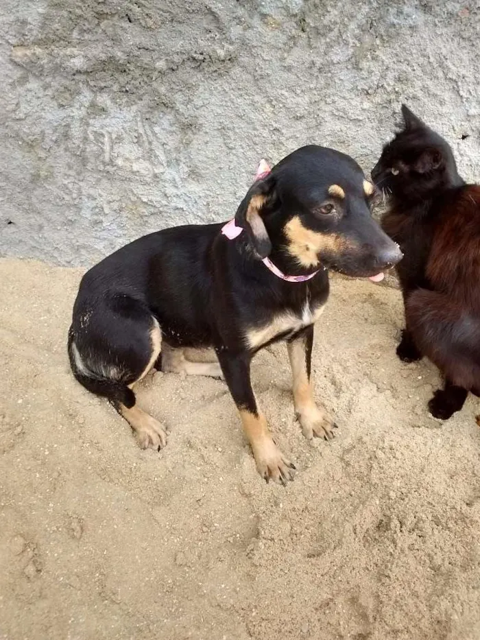 Cachorro ra a Vira lata idade 1 ano nome Nina