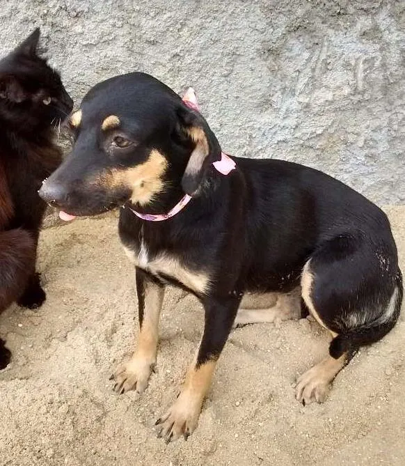 Cachorro ra a Vira lata idade 1 ano nome Nina