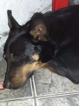 Cachorro raça Não identificada idade 3 anos nome Pedrita