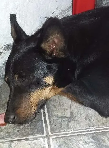 Cachorro ra a Não identificada idade 3 anos nome Pedrita