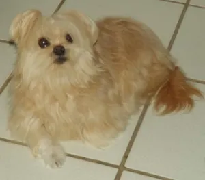 Cachorro raça Lhasa Apso idade 6 ou mais anos nome Cherry