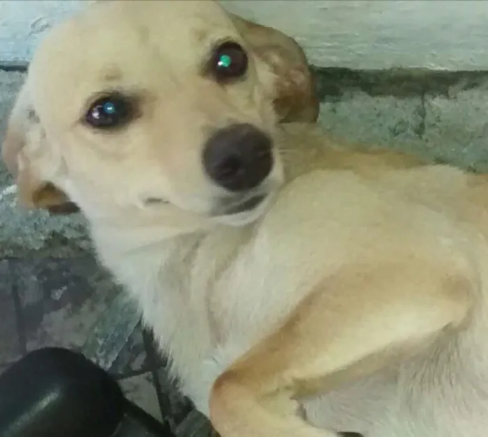 Cachorro ra a Base c/ SRD idade 1 ano nome Melk