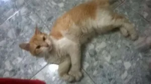 Gato raça SRD idade 3 anos nome Gato