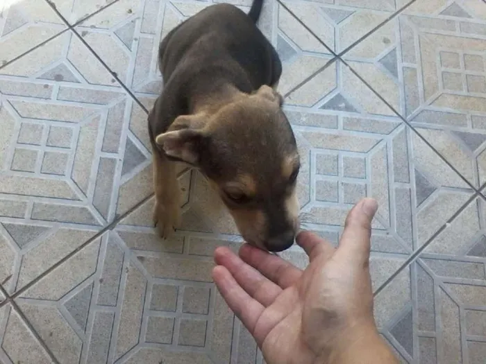 Cachorro ra a SRD idade 2 a 6 meses nome Sem nome