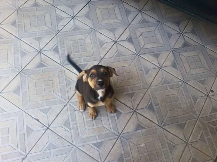 Cachorro ra a SRD idade 2 a 6 meses nome Sem nome