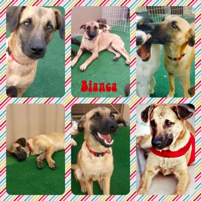 Cachorro raça SRD idade 7 a 11 meses nome Bianca