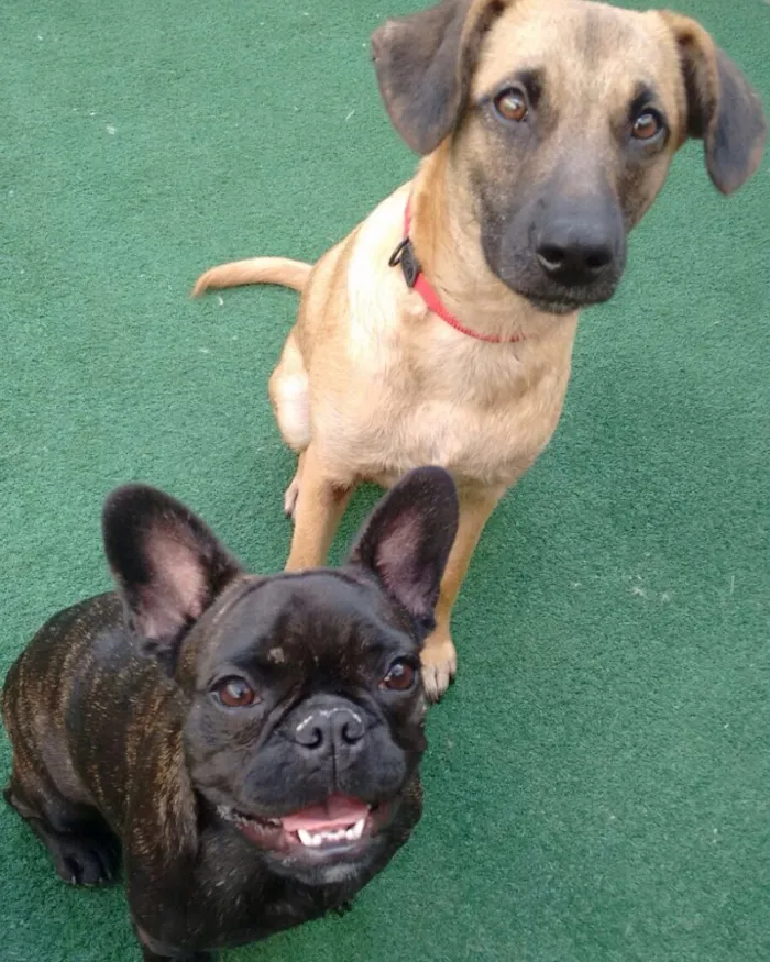 Cachorro raça SRD idade 7 a 11 meses nome Bianca