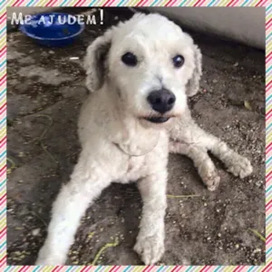 Cachorro raça Poodle idade 6 ou mais anos nome Sem Nome